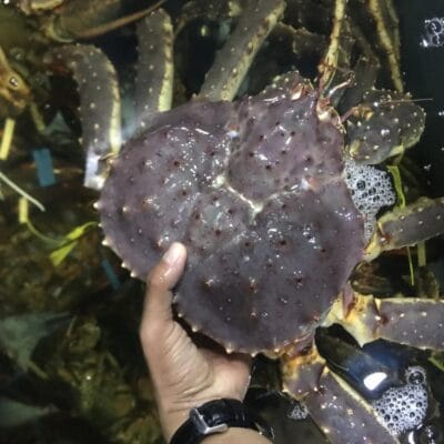Cua Hoàng Đế-KING CRAB
