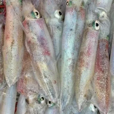 Mực Ống Loại 1