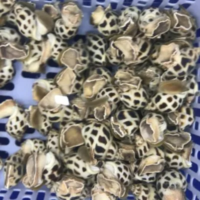 Ốc Hương Sống