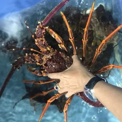 Tôm Hùm Đỏ