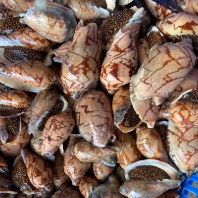 Ốc giác