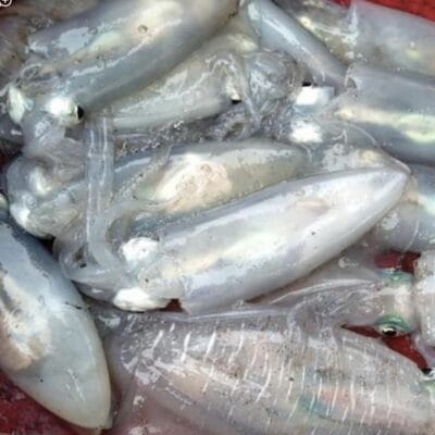 Mực Lá Loại 1