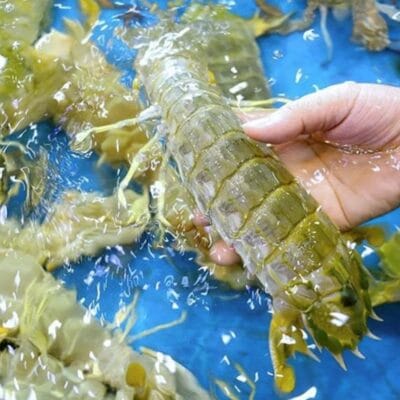 Tôm tít thiên nhiên siêu to