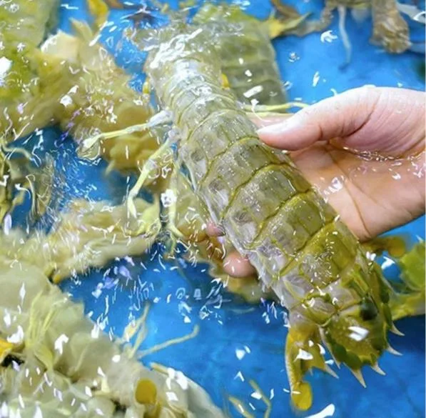 Tôm tít thiên nhiên siêu to